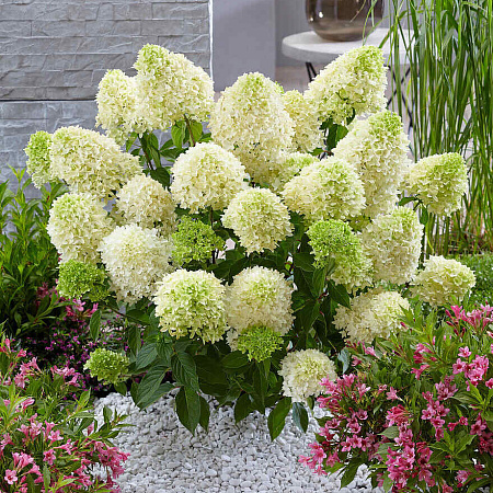 Фото Гортензия метельчатая Скайфол