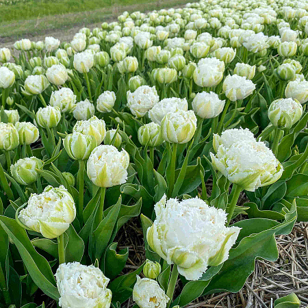 Фото Тюльпан Сноу кристалл