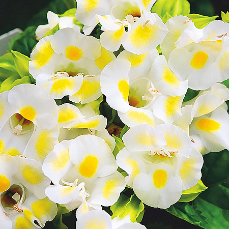Фото Торения Кауай Лимонный леденец